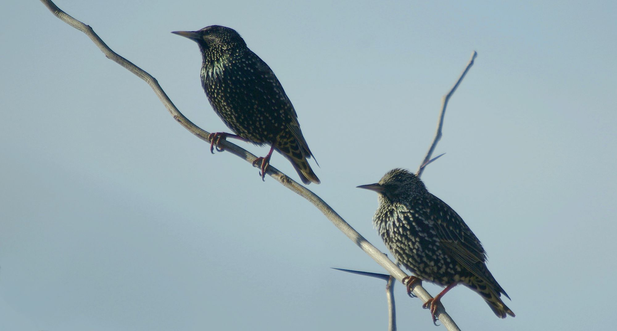 Τα πουλιά της Ελλάδας: Το Ψαρόνι (Sturnus vulgaris)