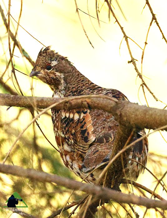 Τα πουλιά της Ελλάδας