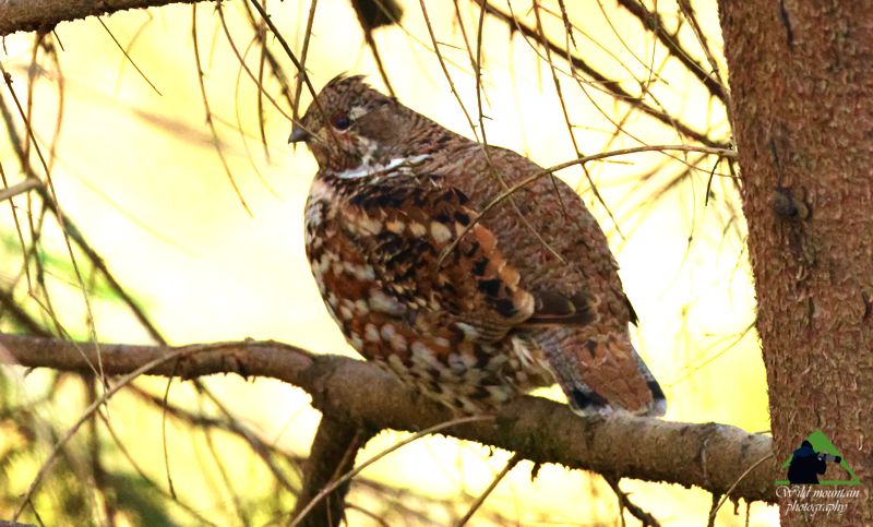 Τα πουλιά της Ελλάδας