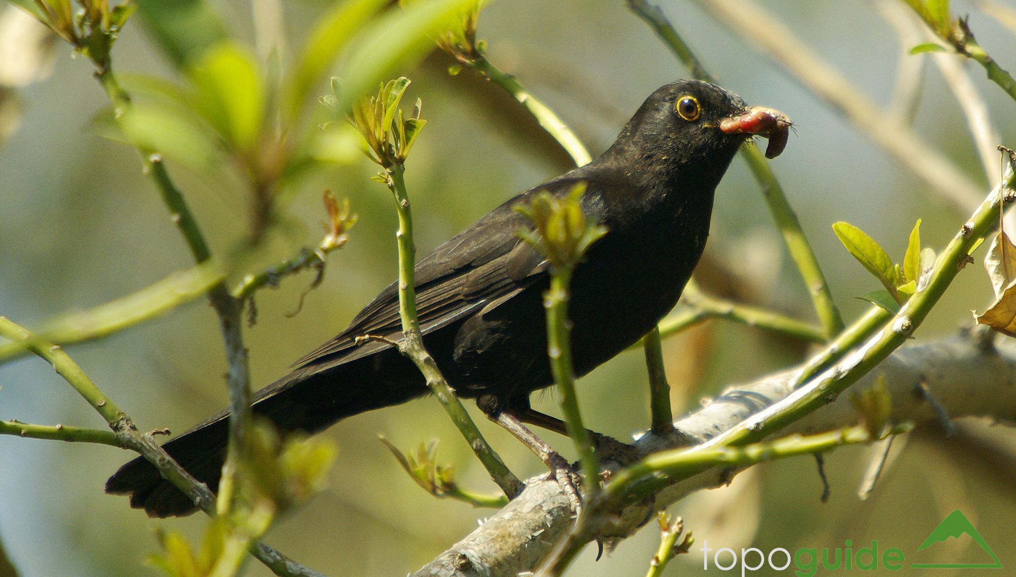 Τα πουλιά της Ελλάδας: Το Κοτσύφι (Turdus merula)