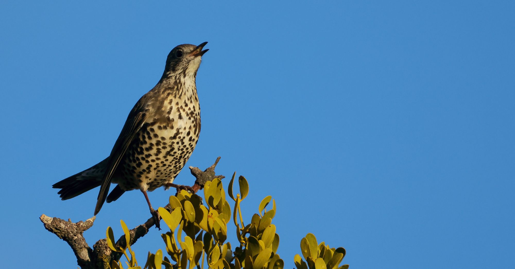 Τα πουλιά της Ελλάδας: Η Τσαρτσάρα (Turdus viscivorus)