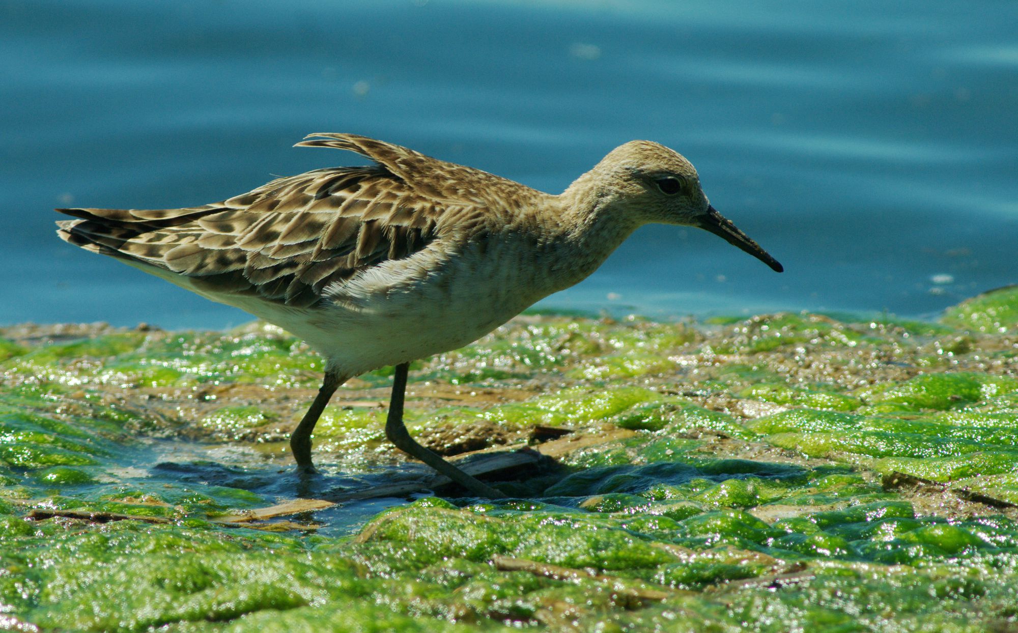 Τα πουλιά της Ελλάδας: Ο Μαχητής (Calidris pugnax)