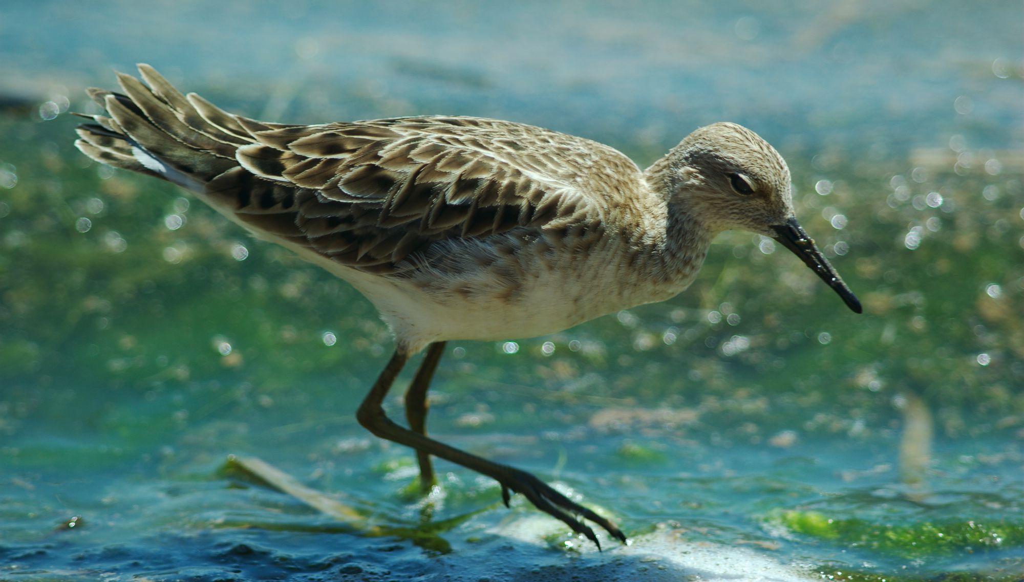 Τα πουλιά της Ελλάδας: Ο Μαχητής (Calidris pugnax)