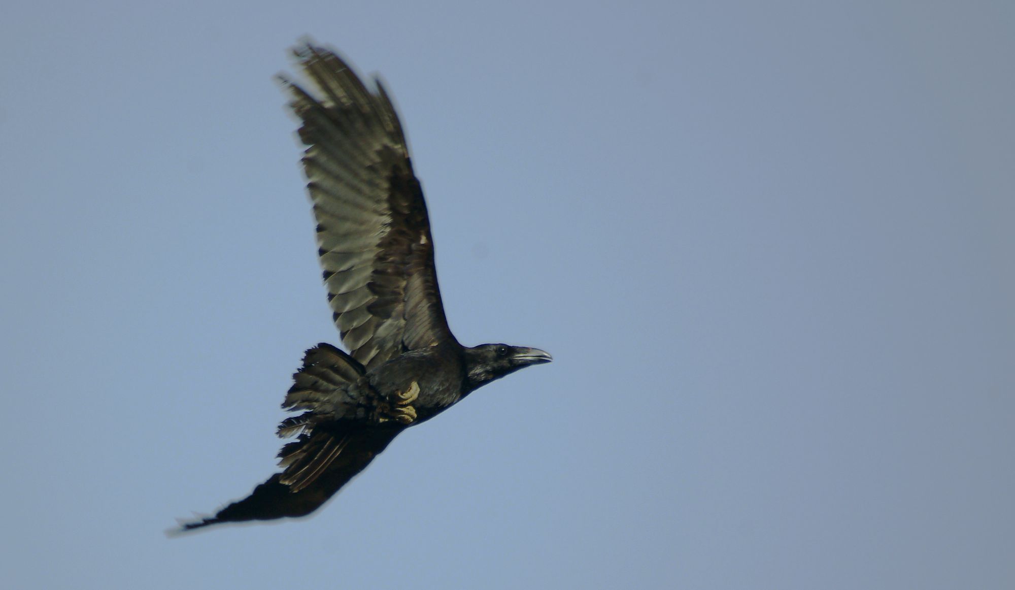Τα πουλιά της Ελλάδας: Ο Κόρακας (Corvus corax)