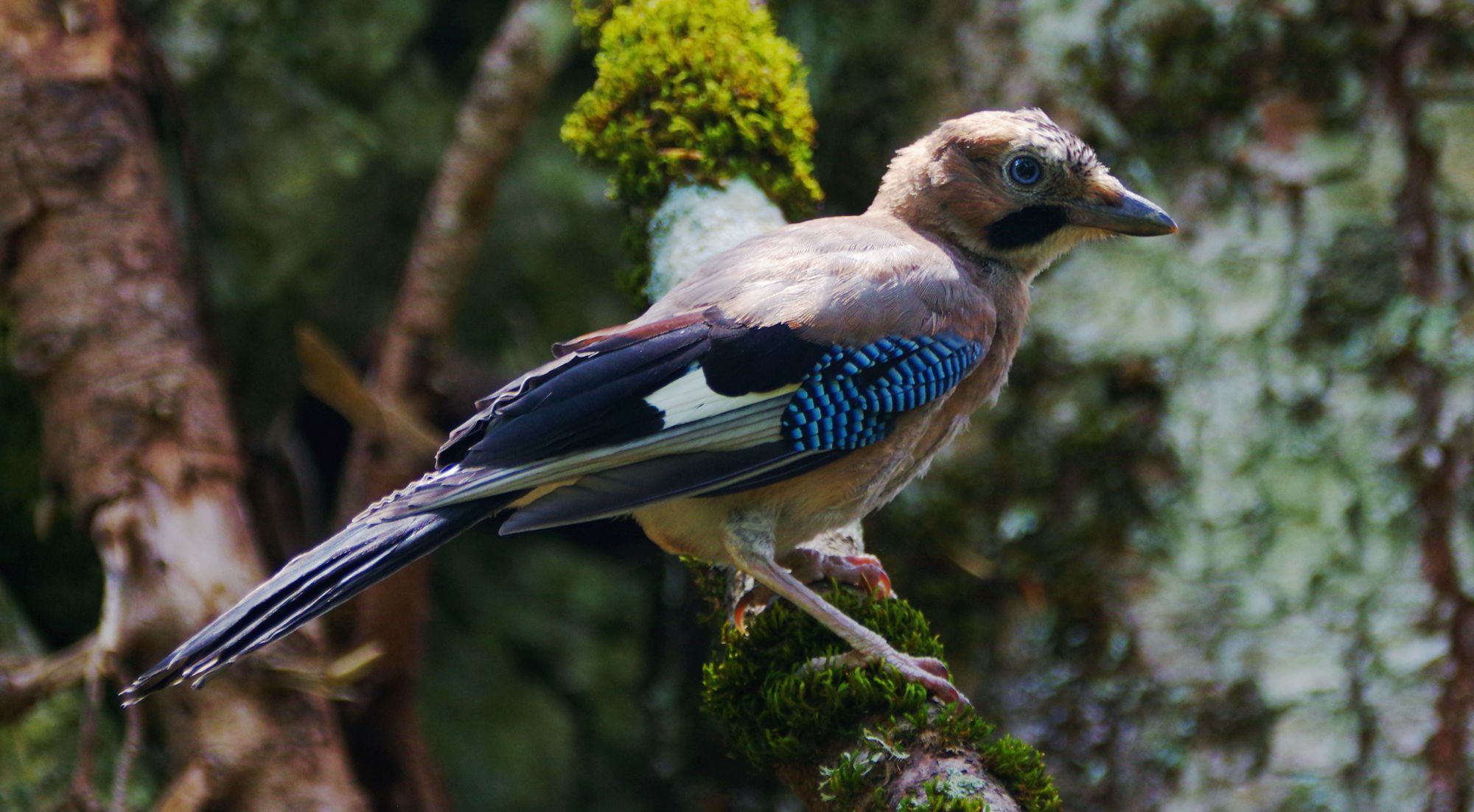 Τα πουλιά της Ελλάδας: Η Κίσσα (Garrulus glandarius)