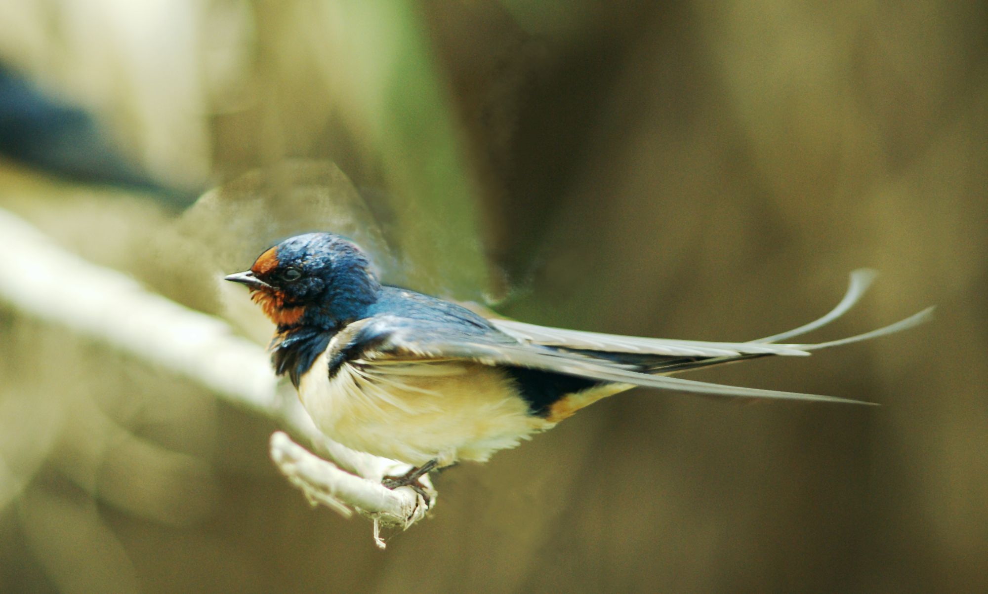 Τα πουλιά της Ελλάδας: Το Σταβλοχελίδονο (Hirundo rustica)