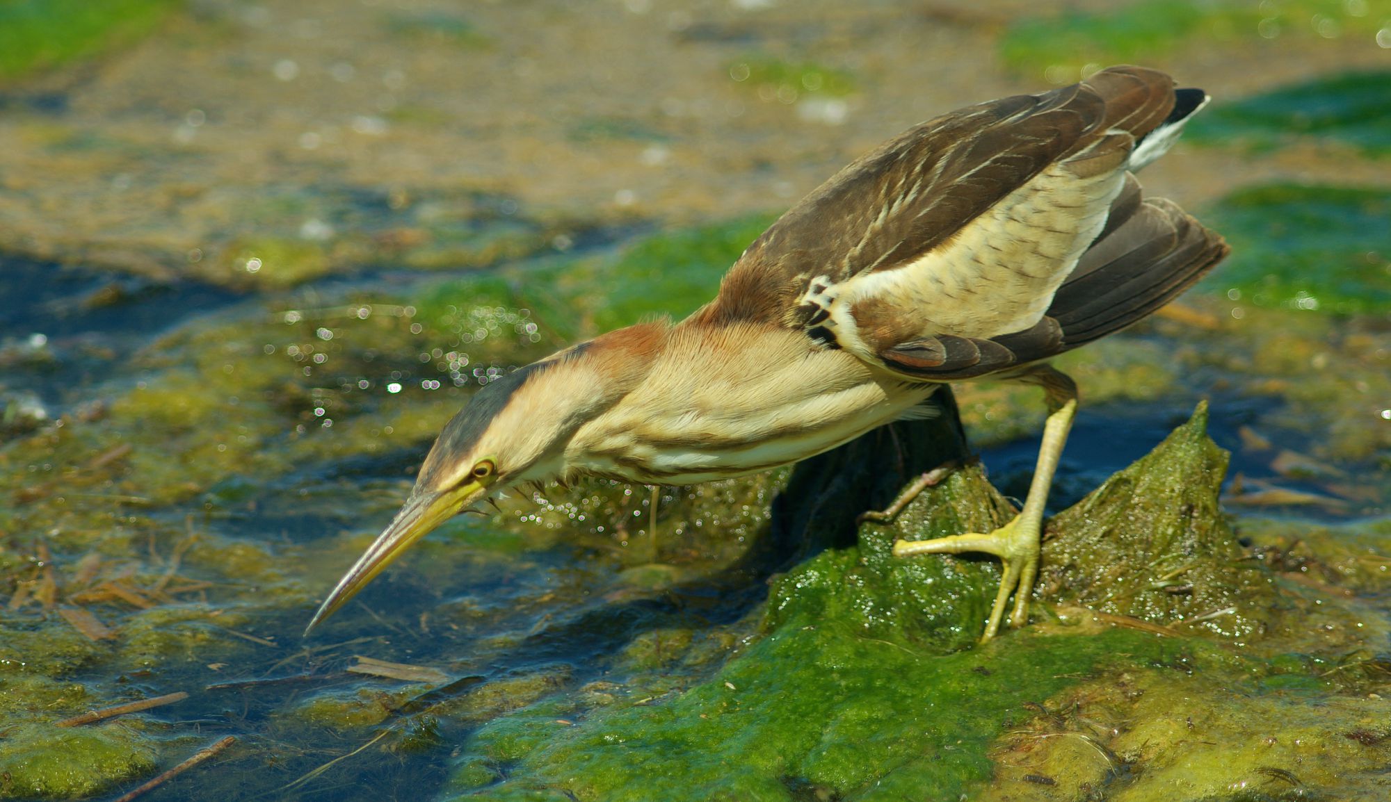 Τα πουλιά της Ελλάδας: Ο Μικροτσικνιάς (Ixobrychus minutus)