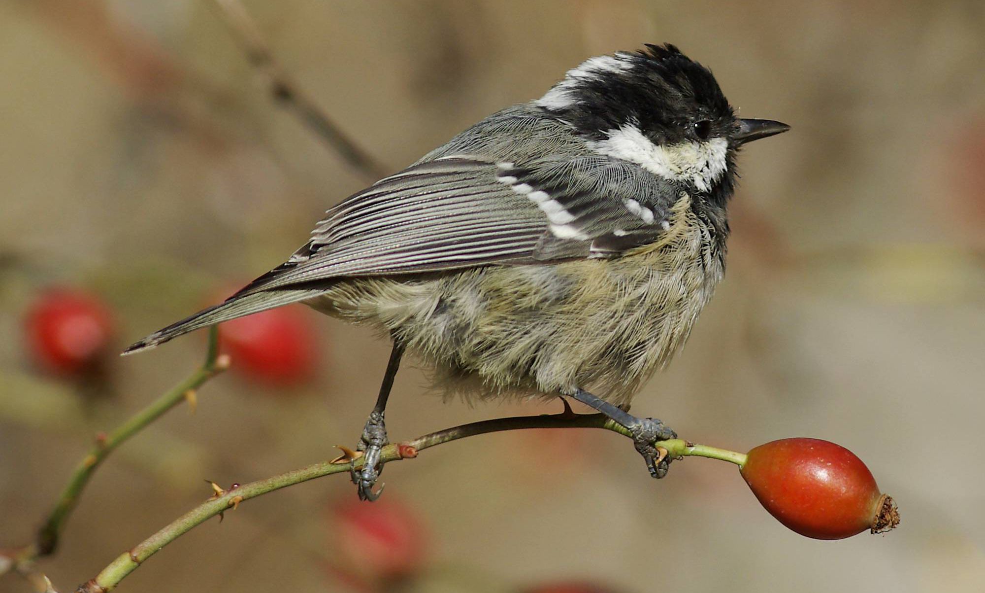 Τα πουλιά της Ελλάδας: Η Ελατοπαπαδίτσα (Periparus ater)