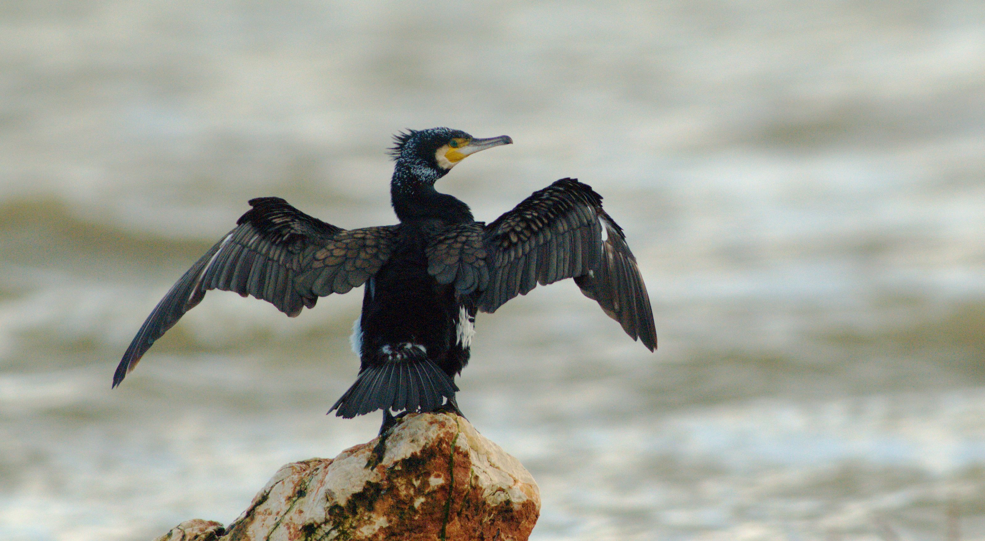 Τα πουλιά της Ελλάδας: Ο Κορμοράνος (Phalacrocorax carbo)