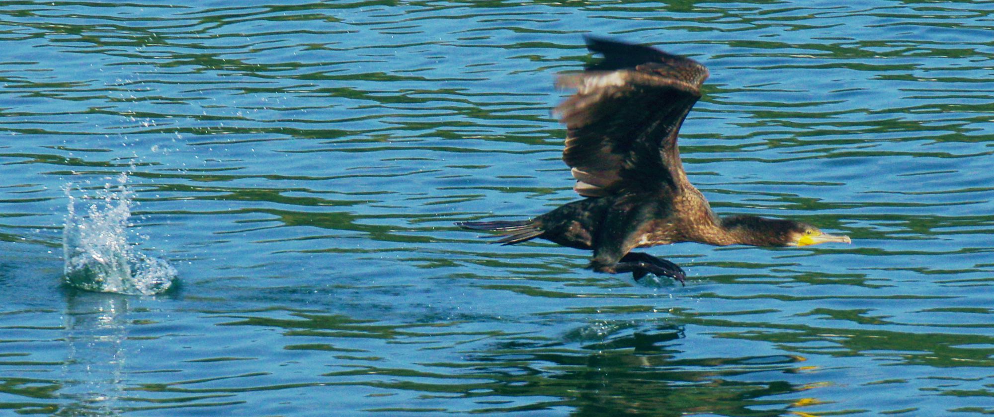 Τα πουλιά της Ελλάδας: Ο Κορμοράνος (Phalacrocorax carbo)