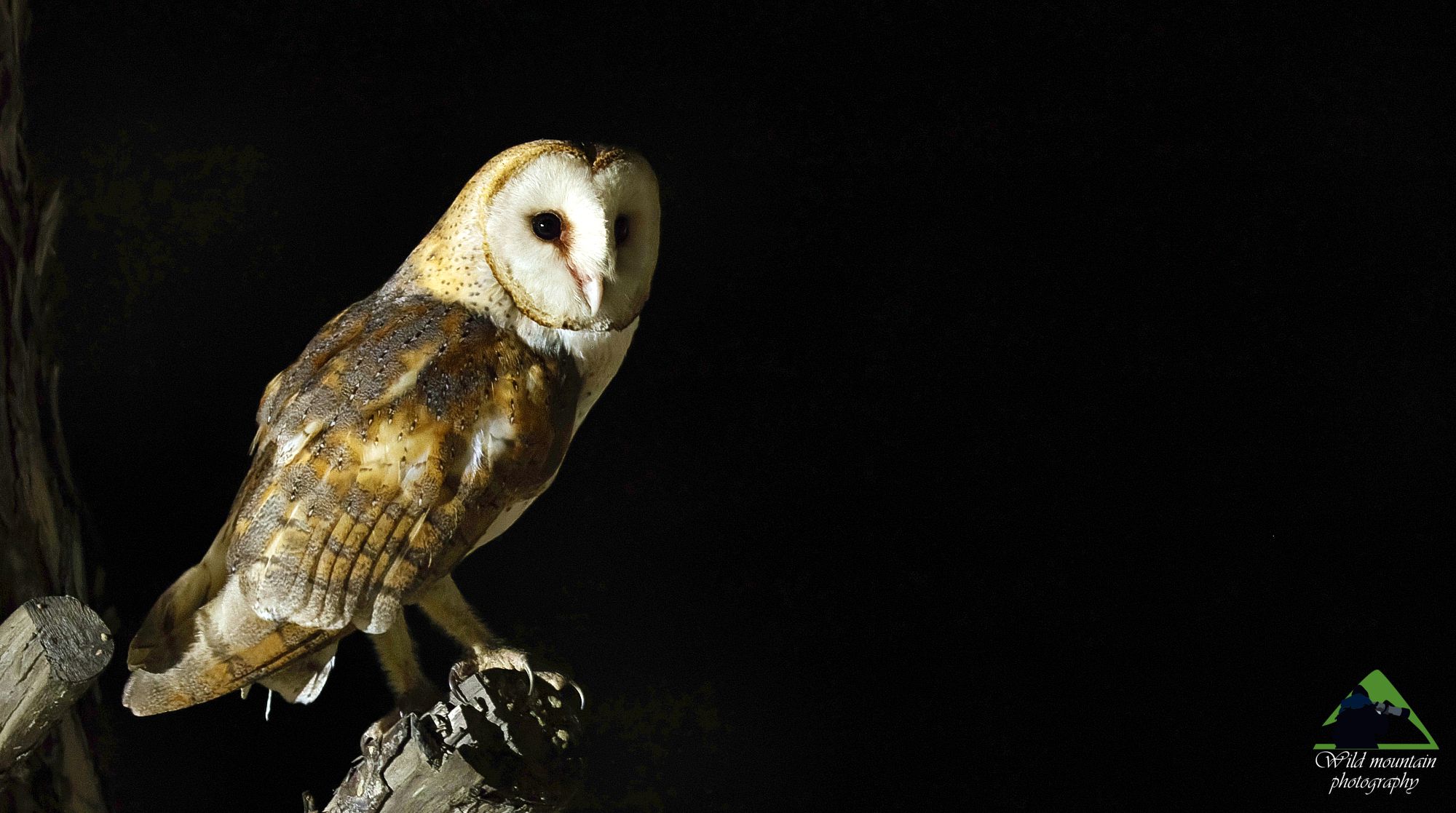 Τα πουλιά της Ελλάδας: Η Τυτώ (Tyto alba)