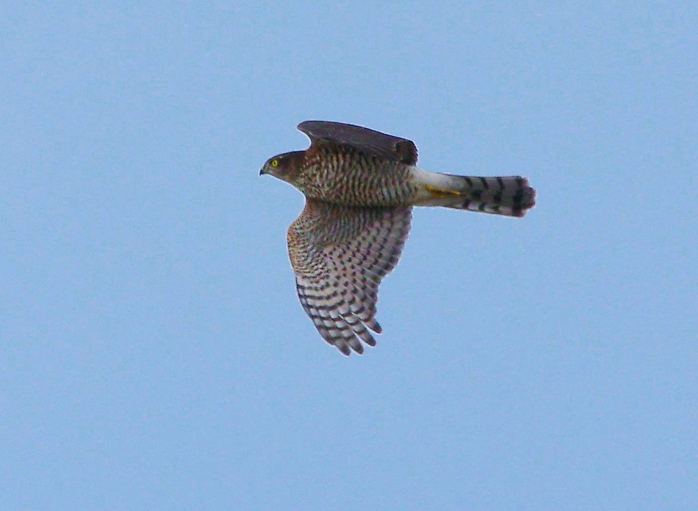 Τα πουλιά της Ελλάδας: Το Ξεφτέρι (Accipiter nisus)