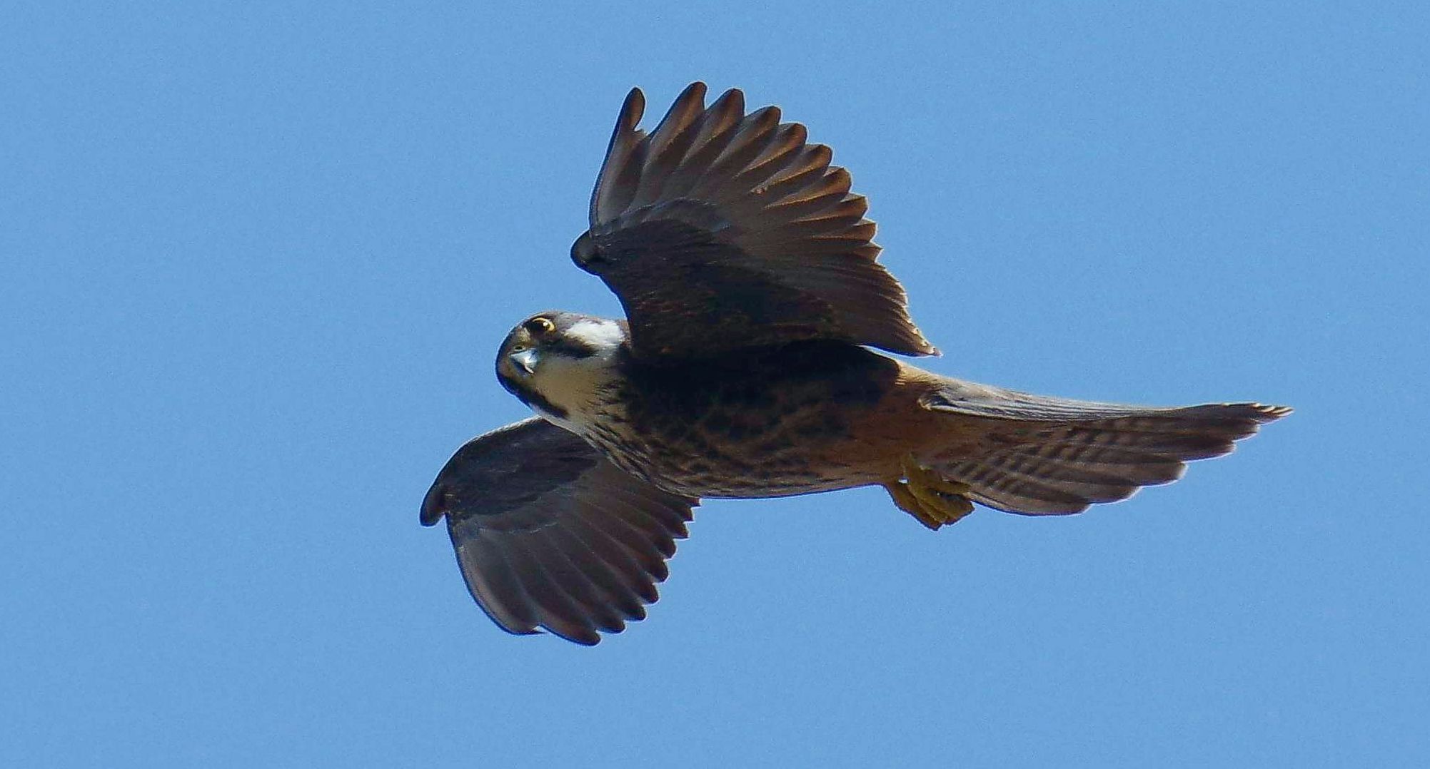 Τα πουλιά της Ελλάδας: Ο Μαυροπετρίτης (Falco eleonorae)