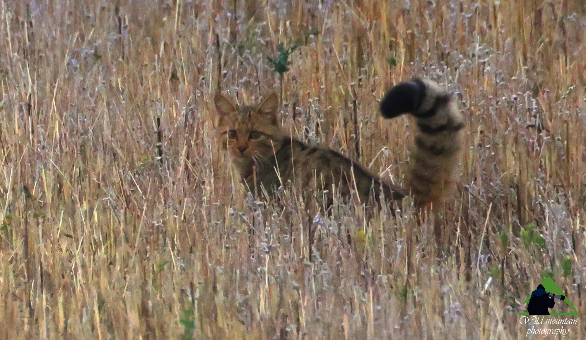 Τα θηλαστικά της Ελλάδας: Ο Αγριόγατος (Felis silvestris)