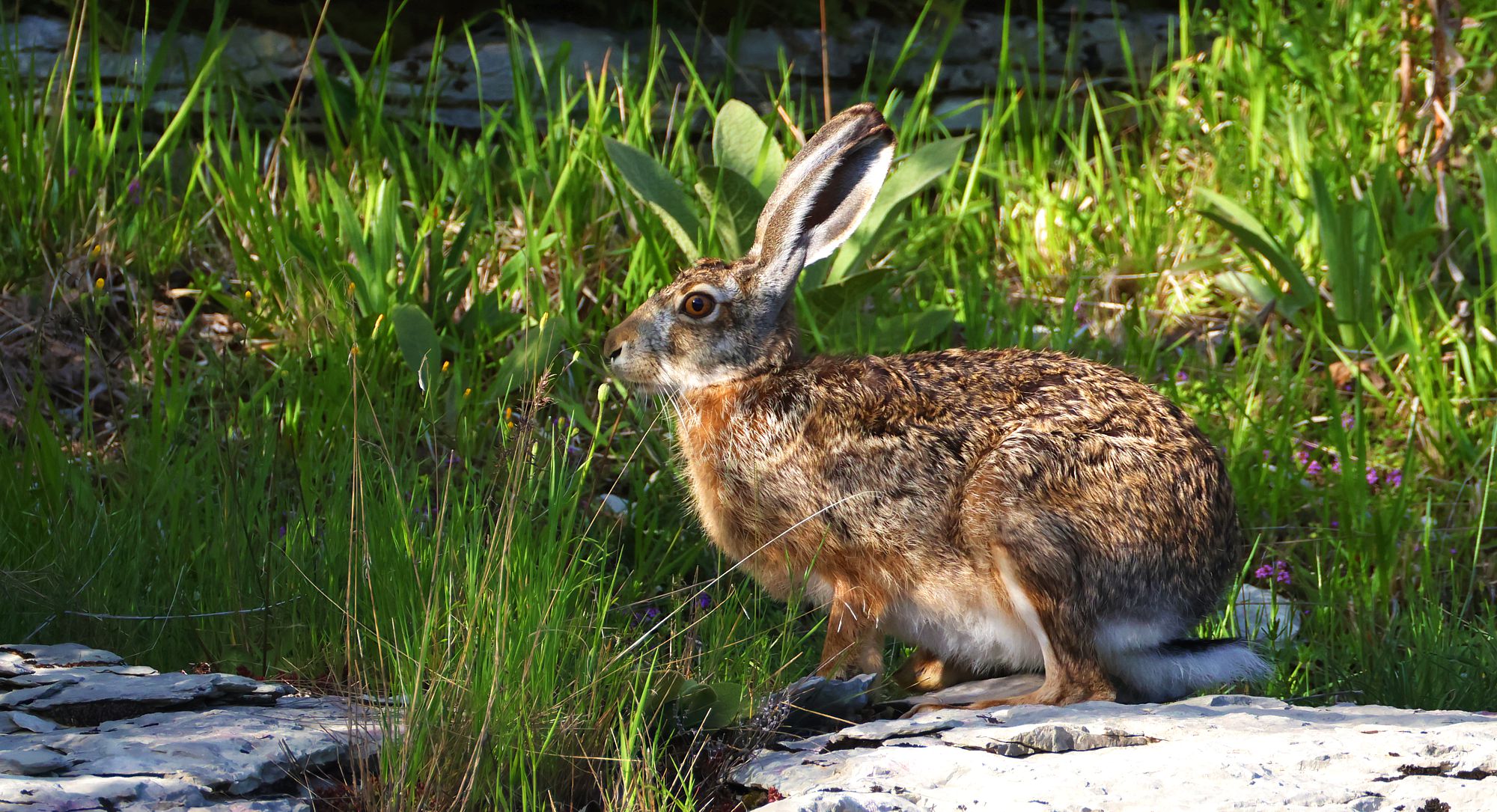 Τα θηλαστικά της Ελλάδας: Ο Λαγός (Lepus europaeus) Τα θηλαστικά της Ελλάδας: Ο Λαγός (Lepus europaeus)