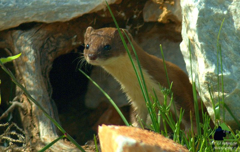 Τα θηλαστικά της Ελλάδας: Η Νυφίτσα (Mustella nivalis) Ζαγόρι topoguide