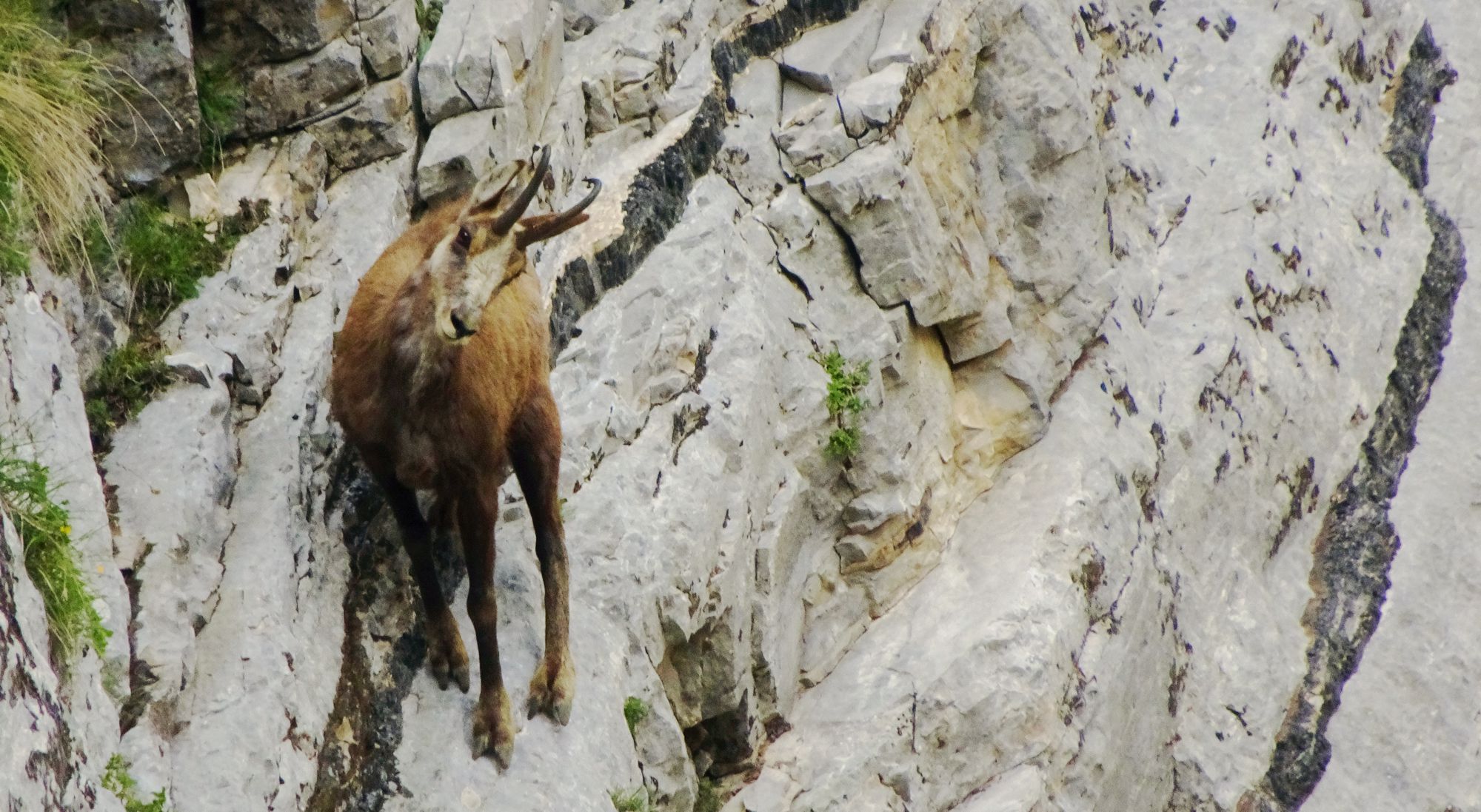 Τα θηλαστικά της Ελλάδας: Το Αγριόγιδο (Rupicapra rupicapra)