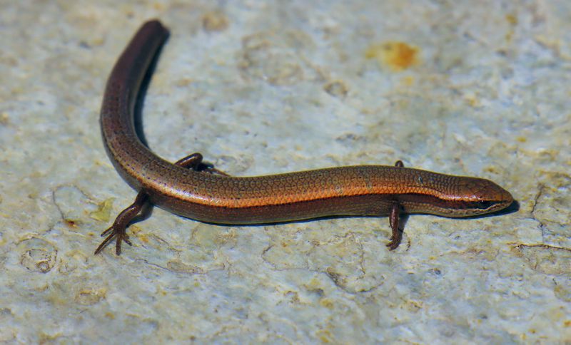 Ερπετά & αμφίβια της Ελλάδας: Το Λιακόνι (Chalcides ocellatus) Ερπετά & αμφίβια της Ελλάδας: Το Λιακόνι (Chalcides ocellatus)