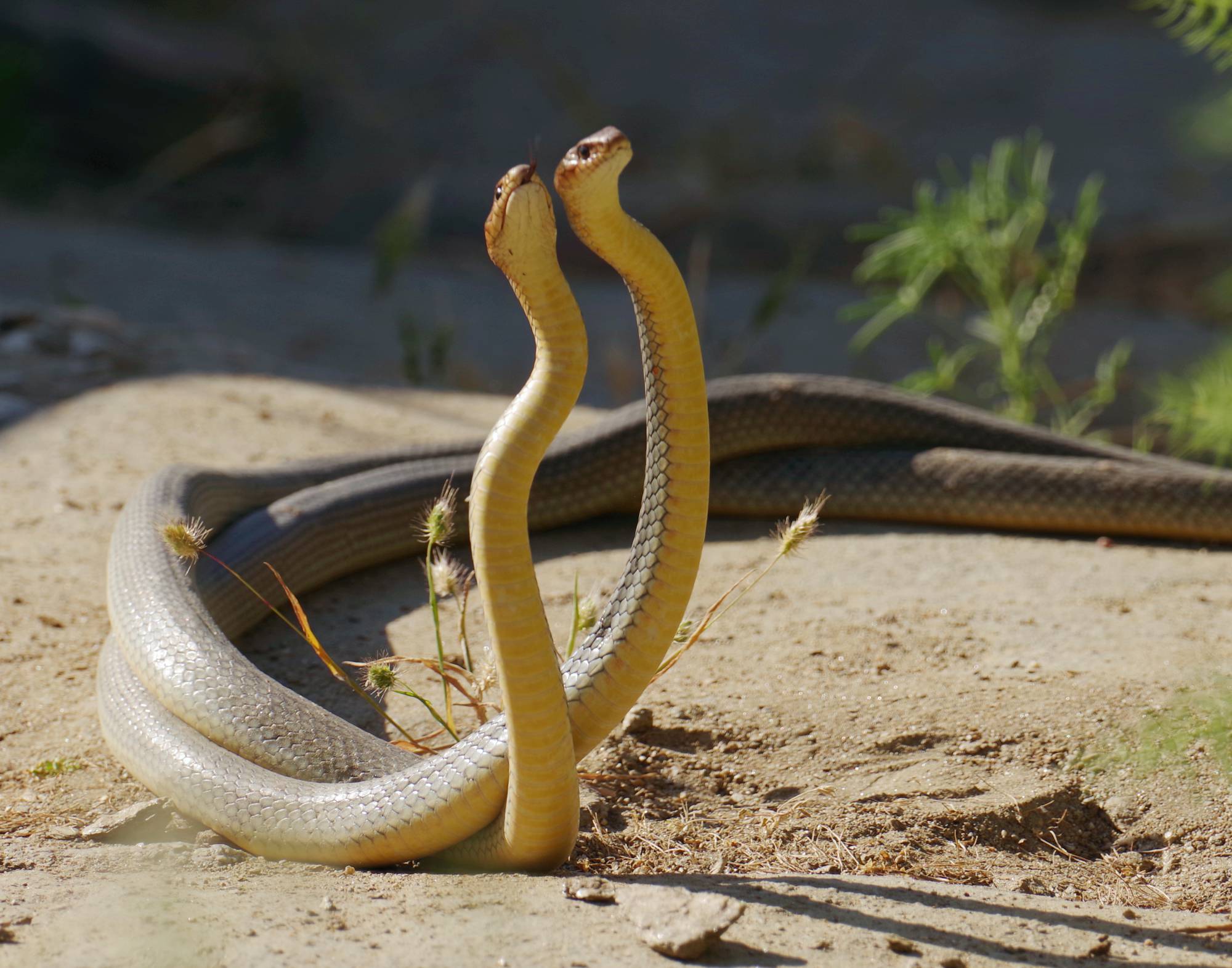 Ερπετά & αμφίβια της Ελλάδας: Ο Έφιος (Dolichophis caspius)