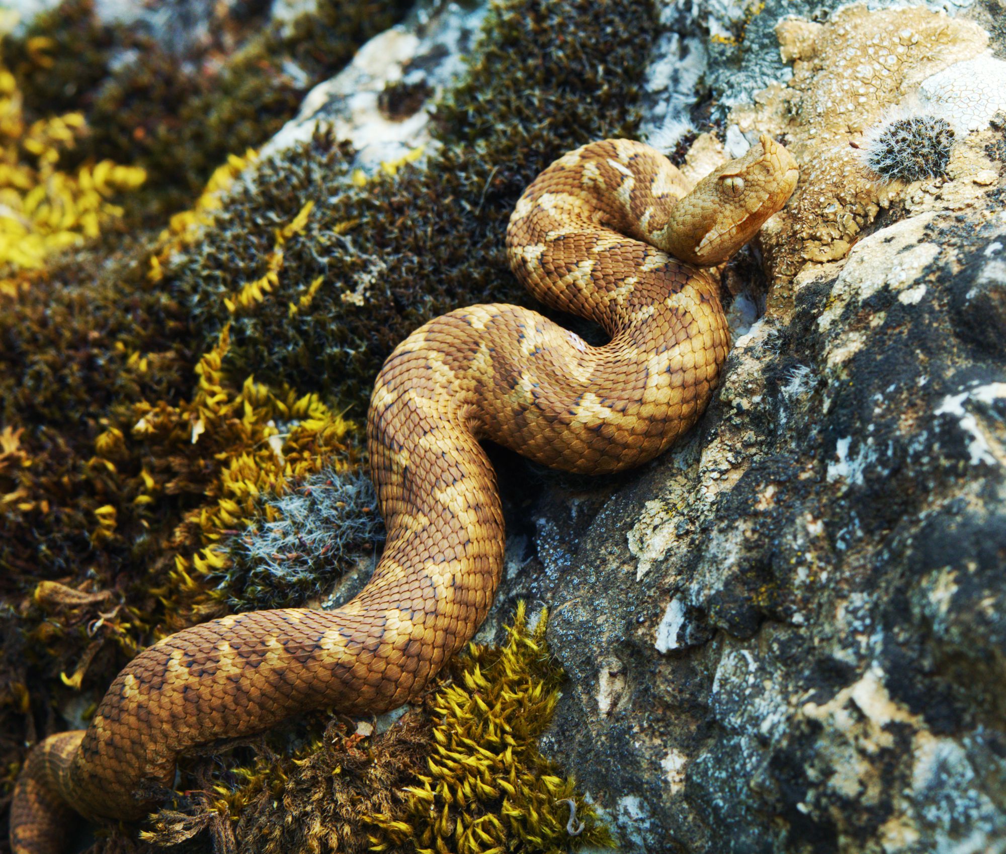 Ερπετά & αμφίβια της Ελλάδας: Θηλυκή Οχιά (Vipera ammodytes)