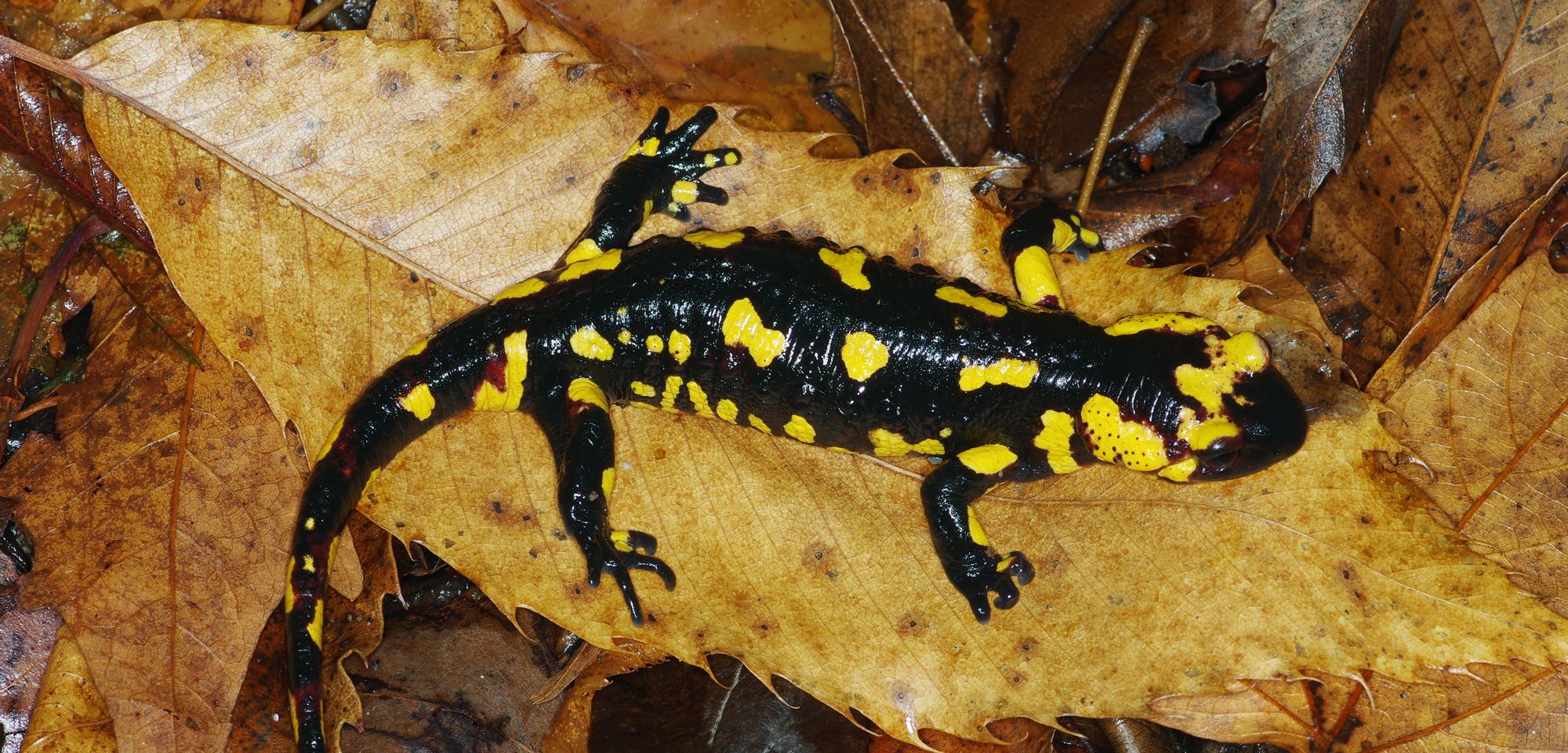 Ερπετά & αμφίβια της Ελλάδας: Η Σαλαμάνδρα (Salamandra salamandra)