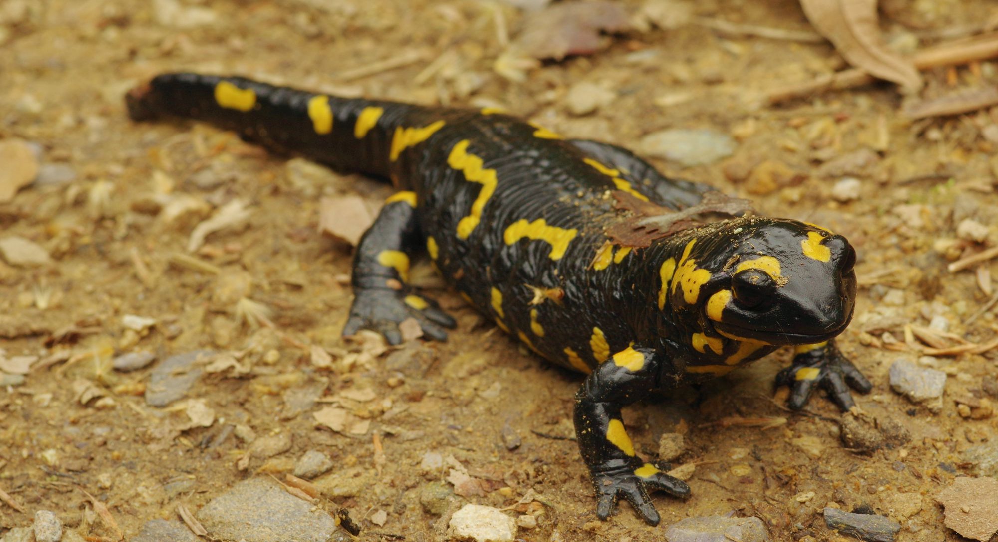 Ερπετά & αμφίβια της Ελλάδας: Η Σαλαμάνδρα (Salamandra salamandra)