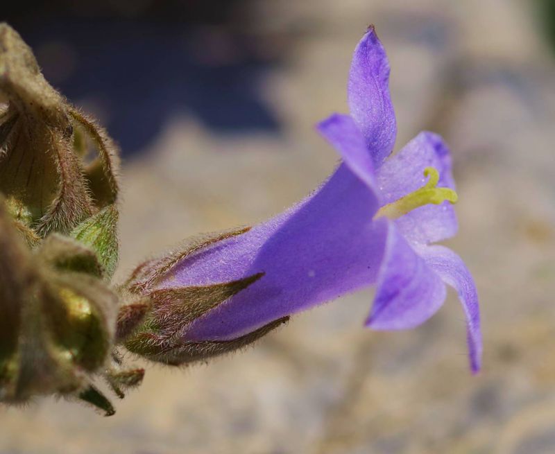 Η χλωρίδα της Ελλάδας: Campanula constantini (Δίρφυς topoguide) Δίρφυς topoguide