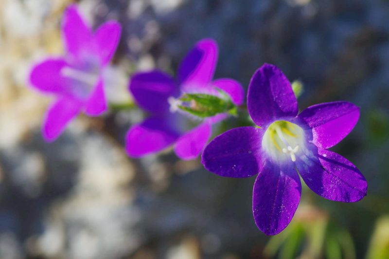 Η χλωρίδα της Ελλάδας: Campanula drabifolia (Μονεμβασιά topoguide) Μονεμβασιά topoguide