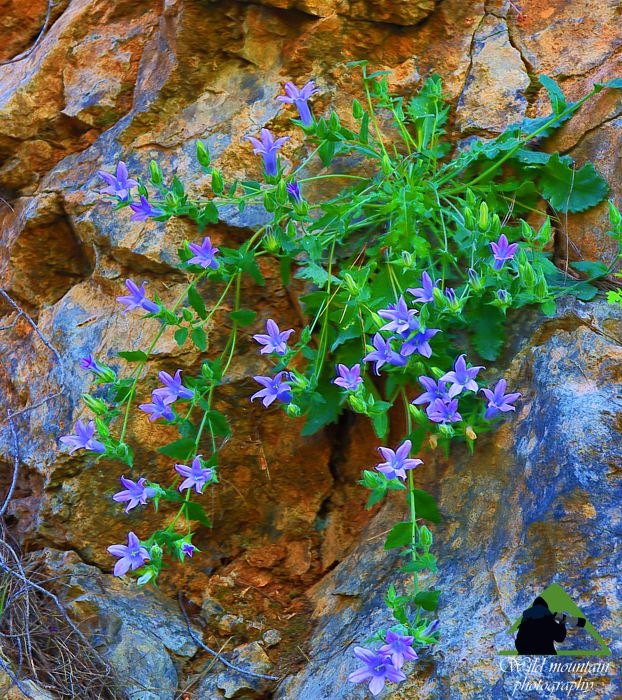 Η χλωρίδα της Ελλάδας: Campanula spatulata (Βόρεια Εύβοια topoguide) Βόρεια Εύβοια topoguide