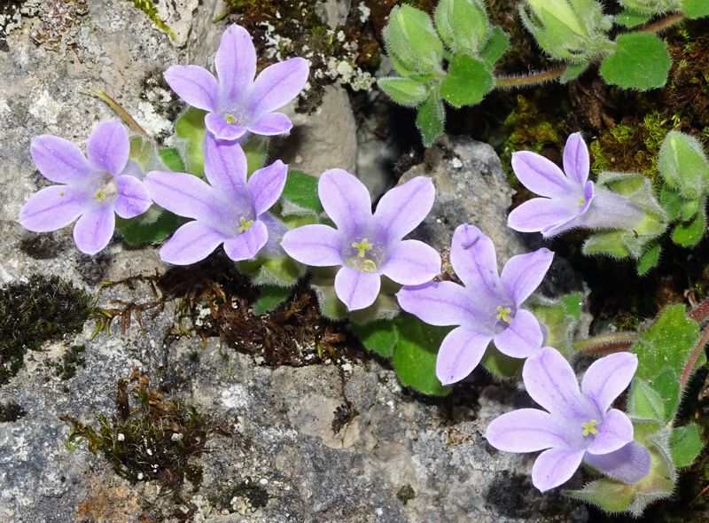 Η χλωρίδα της Ελλάδας: Campanula topaliana subsp. delphica (Παρνασσός topoguide) Παρνασσός topoguide