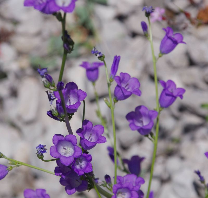 Η χλωρίδα της Ελλάδας: Campanula aizoon (Γκιώνα topoguide) Γκιώνα topoguide
