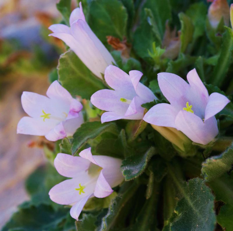 Η χλωρίδα της Ελλάδας: Campanula reiseri (Κέα topoguide) Κέα topoguide