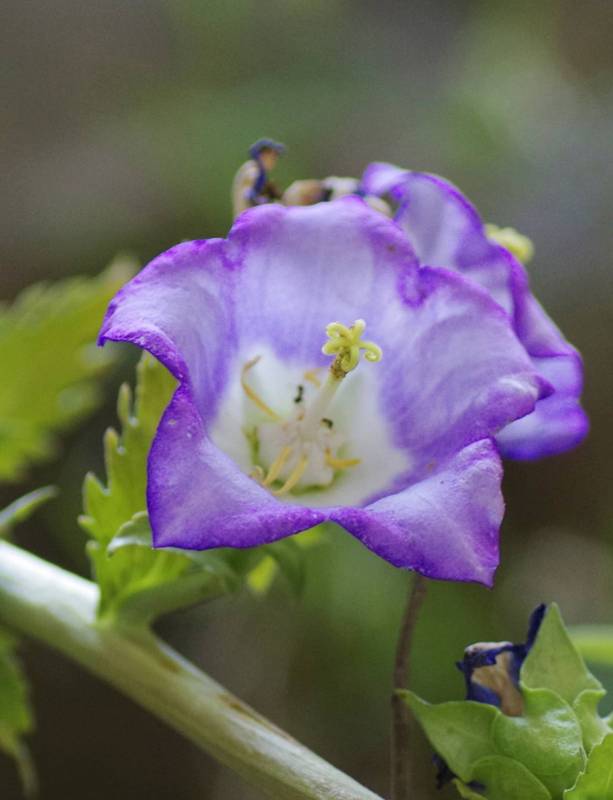 Η χλωρίδα της Ελλάδας: Campanula laciniata (Κύθνος topoguide) Κύθνος topoguide