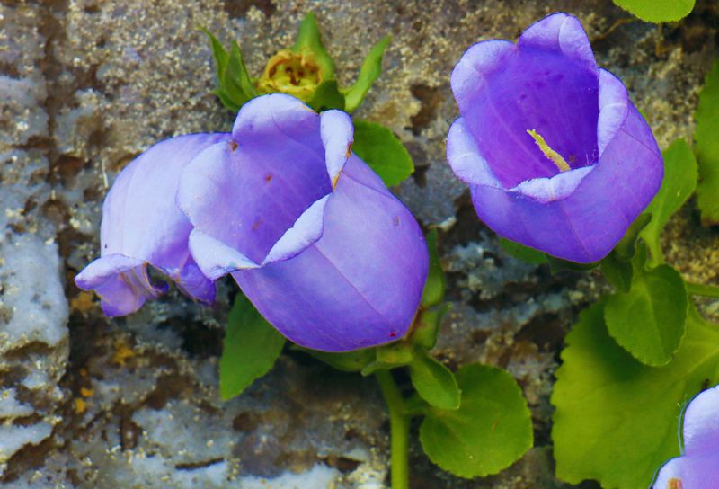 Η χλωρίδα της Ελλάδας: Campanula incurva (Κεντρικό Πήλιο topoguide) Κεντρικό Πήλιο topoguide