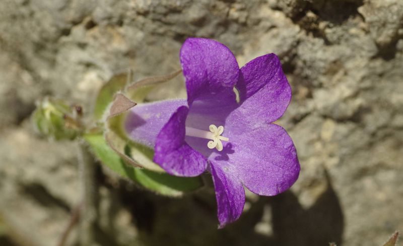 Η χλωρίδα της Ελλάδας: Campanula tubulosa (Λευκά Όρη topoguide) Λευκά Όρη topoguide