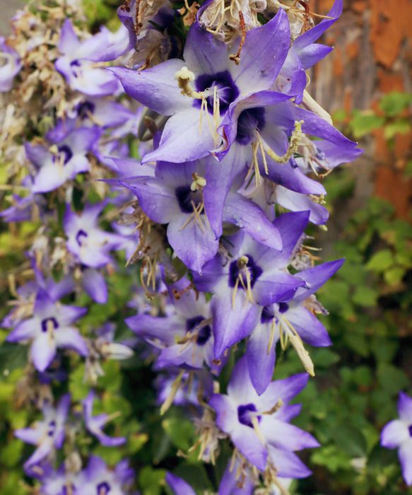 Η χλωρίδα της Ελλάδας: Campanula versicolor (Μαίναλο topoguide) Μαίναλο topoguide