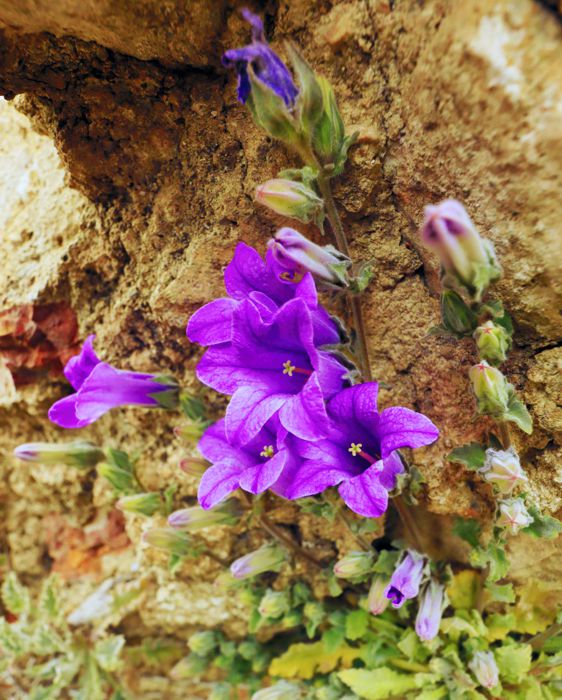 Η χλωρίδα της Ελλάδας: Campanula topaliana subsp. topaliana (Μυκήνες topoguide) Μυκήνες topoguide
