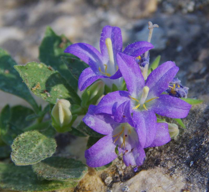 Η χλωρίδα της Ελλάδας: Campanula calaminthifolia (Νάξος topoguide) Νάξος topoguide