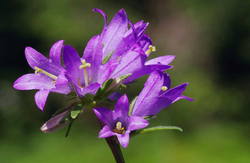 Η χλωρίδα της Ελλάδας: Campanula glomerata (Οίτη topoguide) Οίτη topoguide