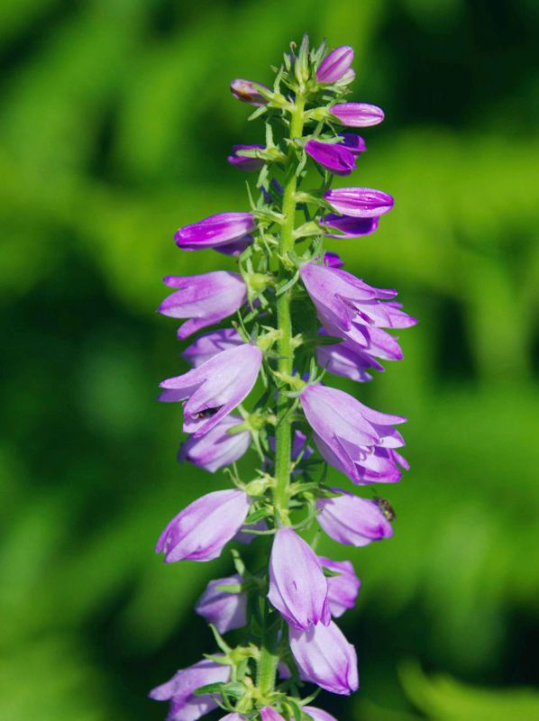 Η χλωρίδα της Ελλάδας: Campanula bononiensis (Όλυμπος topoguide) Όλυμπος topoguide