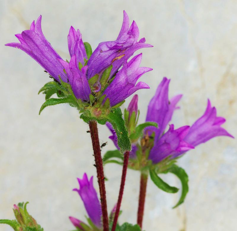 Η χλωρίδα της Ελλάδας: Campanula lingulata (Όλυμπος topoguide) Όλυμπος topoguide