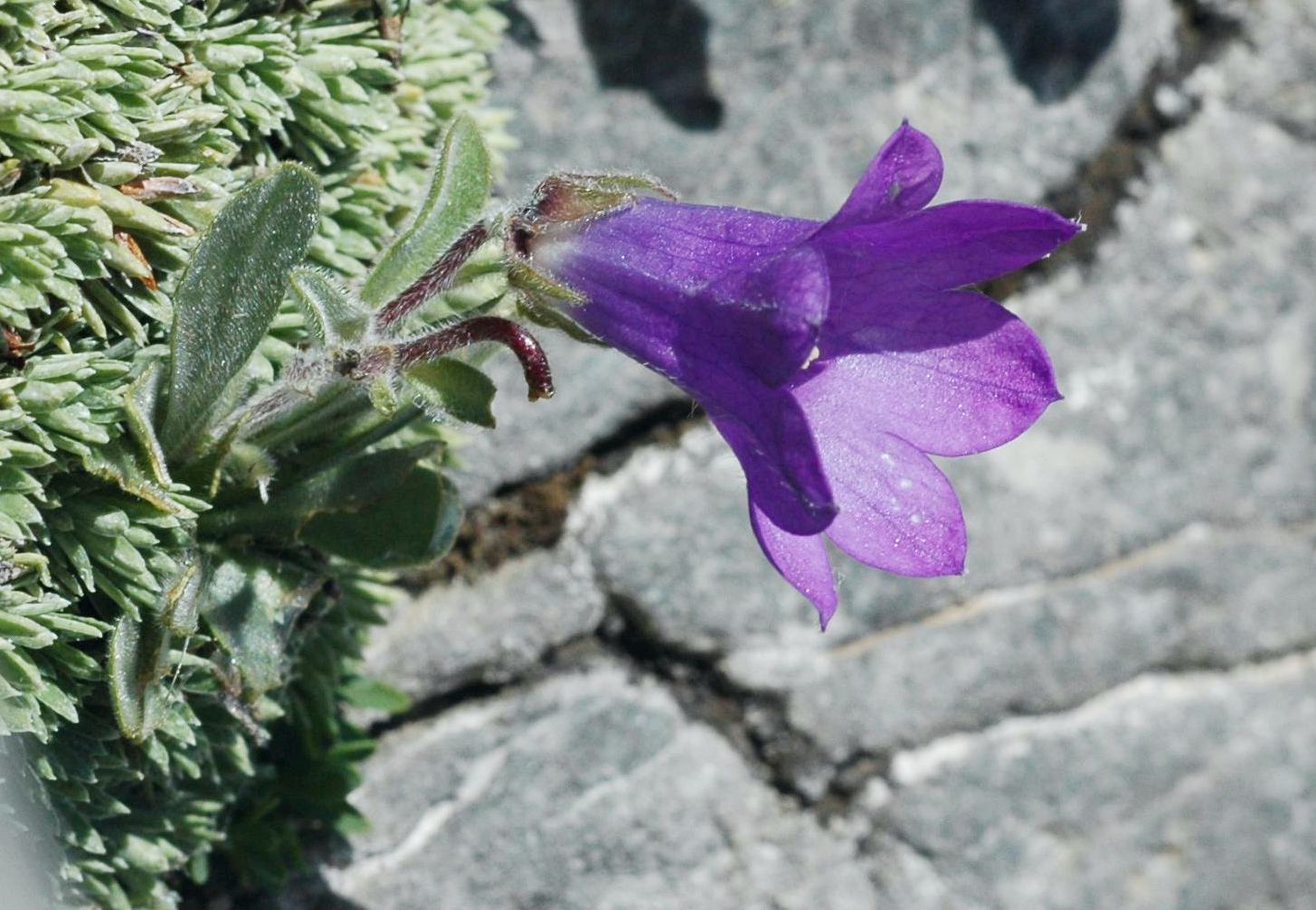 Η χλωρίδα της Ελλάδας: Campanula oreadum (Όλυμπος topoguide) Όλυμπος topoguide