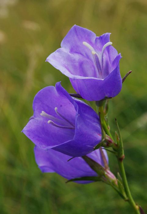 Η χλωρίδα της Ελλάδας: Campanula persicifolia (Όλυμπος topoguide) Όλυμπος topoguide