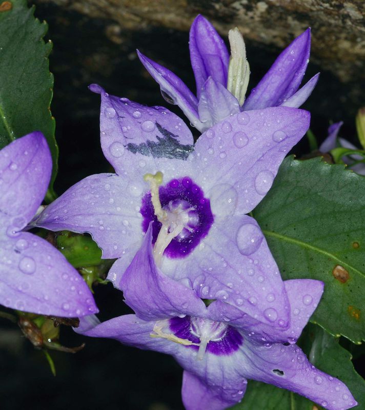 Η χλωρίδα της Ελλάδας: Campanula versicolor (Όλυμπος topoguide) Όλυμπος topoguide