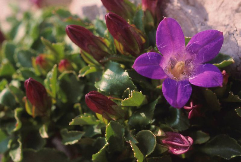 Η χλωρίδα της Ελλάδας: Campanula rupicola (Παρνασσός topoguide) Παρνασσός topoguide