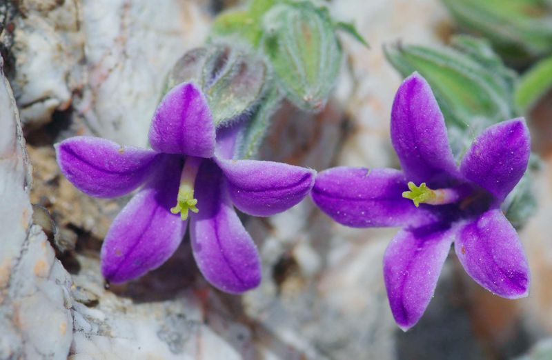 Η χλωρίδα της Ελλάδας: Campanula celsii subsp. parnesia (Πάρνηθα topoguide) Πάρνηθα topoguide