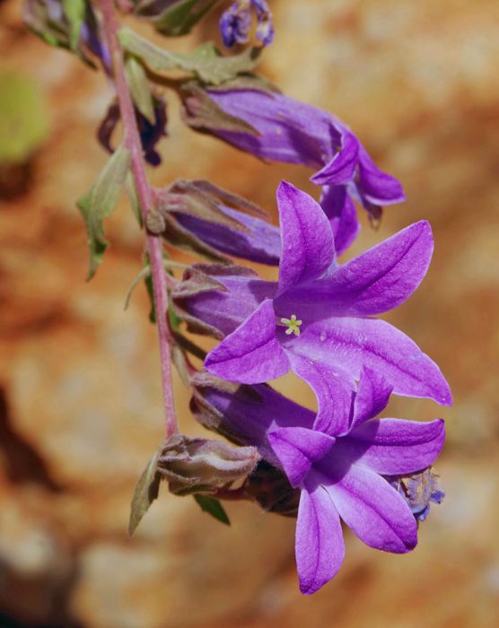 Η χλωρίδα της Ελλάδας: Campanula andrewsii (Πόρος-Τροιζηνία topoguide) Πόρος-Τροιζηνία topoguide