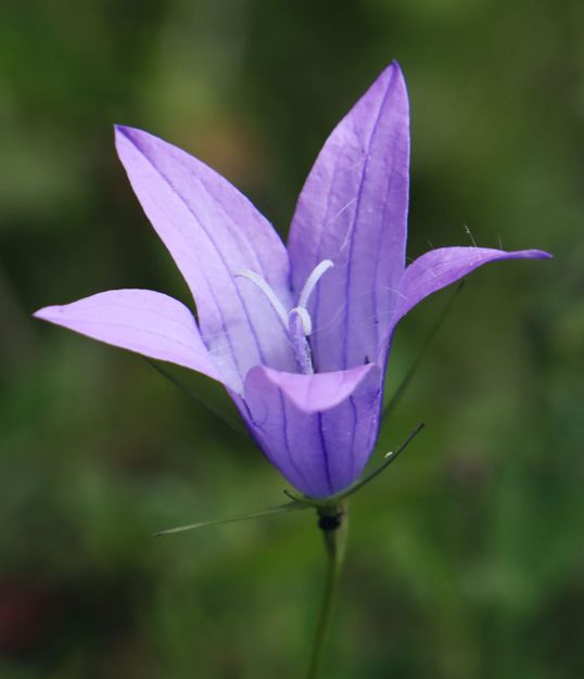 Η χλωρίδα της Ελλάδας: Campanula spatulata (Πάρνηθα topoguide) Πάρνηθα topoguide