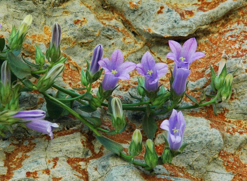 Η χλωρίδα της Ελλάδας: Campanula merxmuelleri (Σκύρος topoguide) Σκύρος topoguide