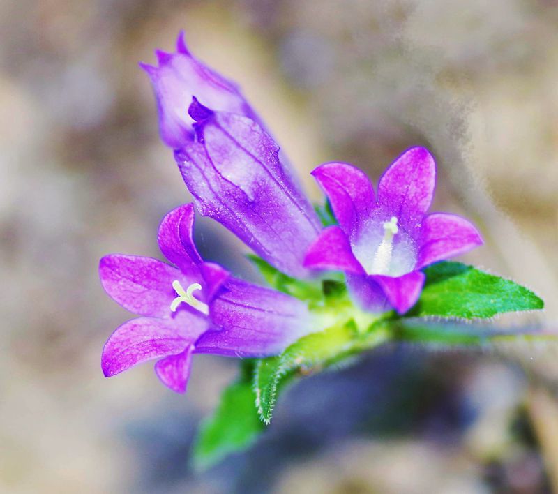 Η χλωρίδα της Ελλάδας: Campanula stenosiphon (Ταΰγετος topoguide) Ταΰγετος topoguide